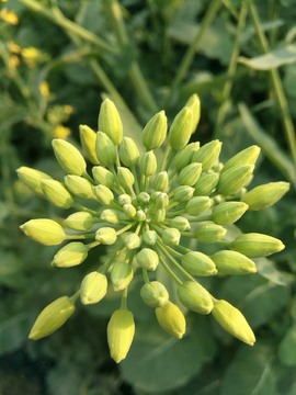 油菜花蕾