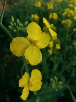 油菜花