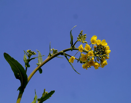 油菜花