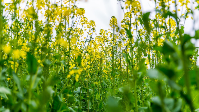 油菜花