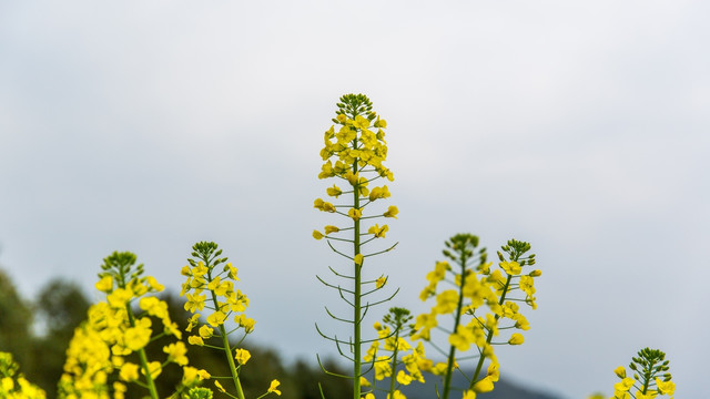 油菜花