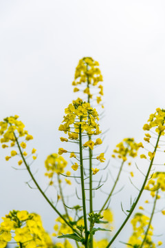 油菜花