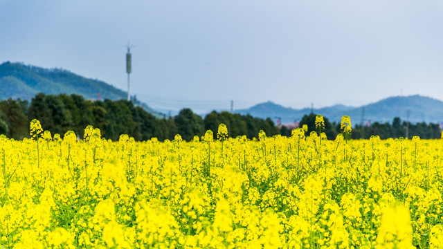 油菜花