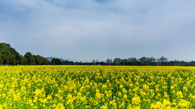 油菜花