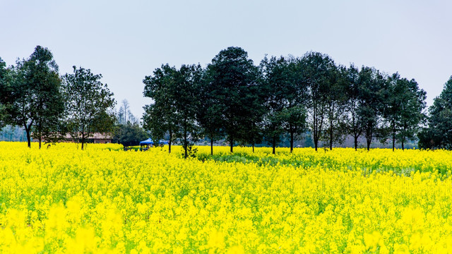 油菜花