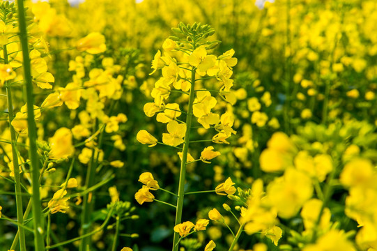 油菜花