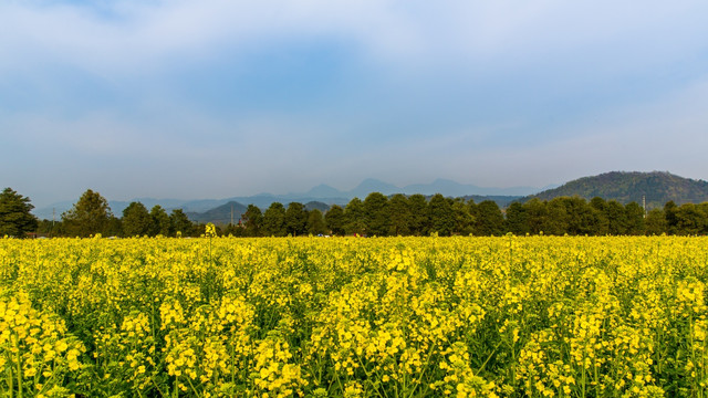 油菜花