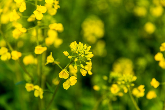 油菜花