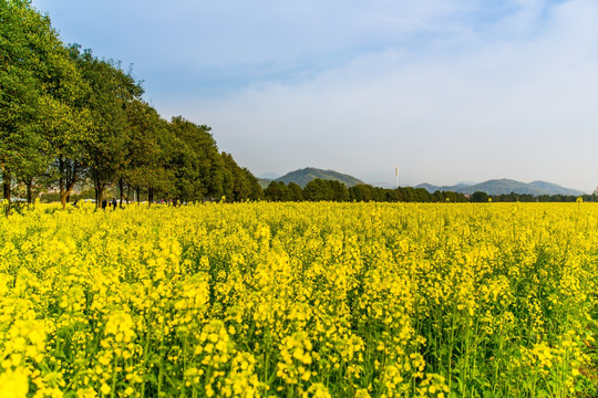 油菜花