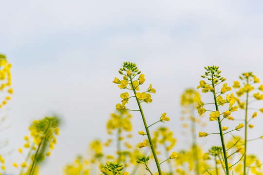 油菜花