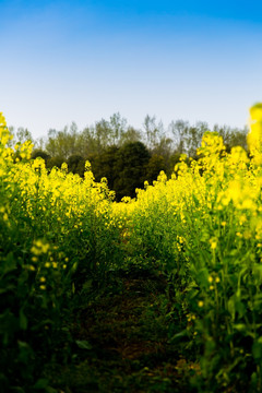 油菜花