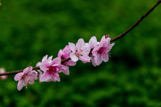 桃花