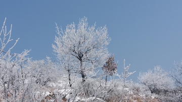 水晶树