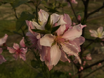 美丽的桃花