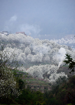 山坡上的梨花