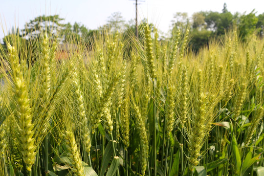 小麦 麦穗