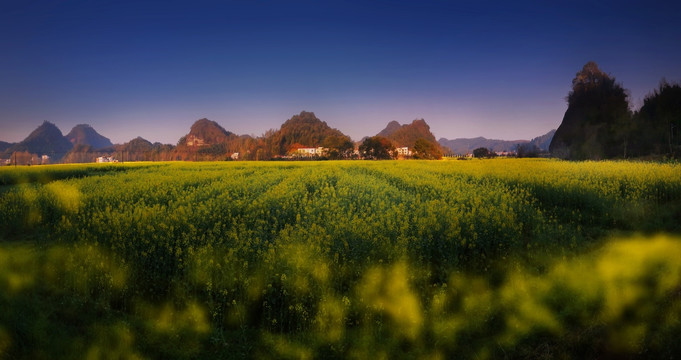 油菜花