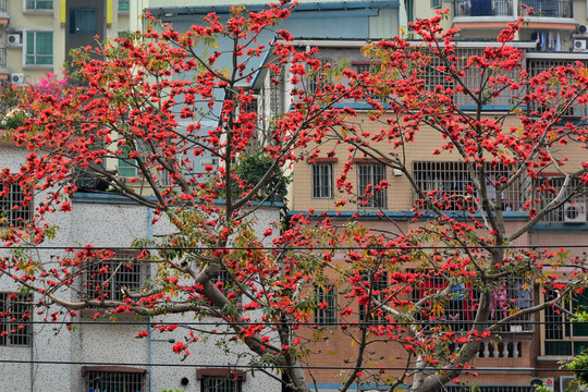 广州街景木棉花