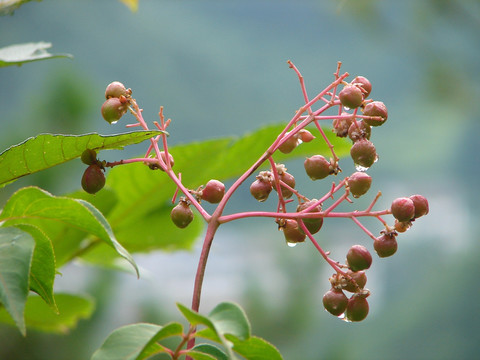 野鸦椿蓇葖果