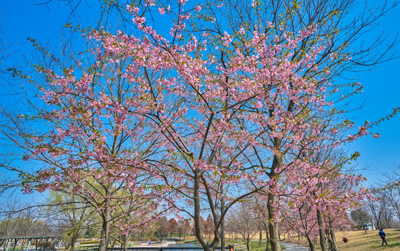 樱花树