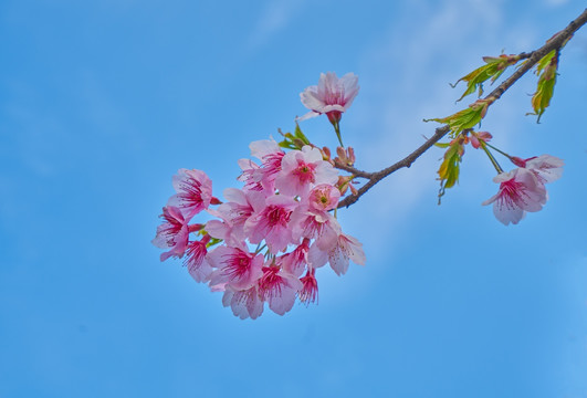 高清樱花