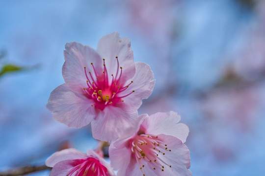 樱花特写