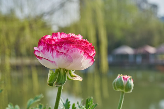 花毛茛