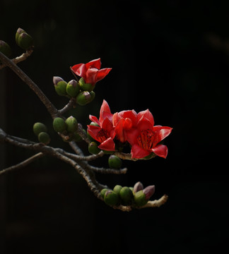 木棉花 红棉