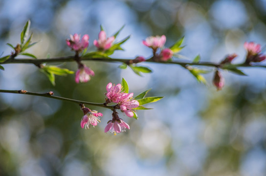 桃花