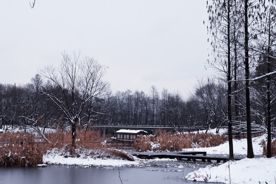 西溪湿地雪景