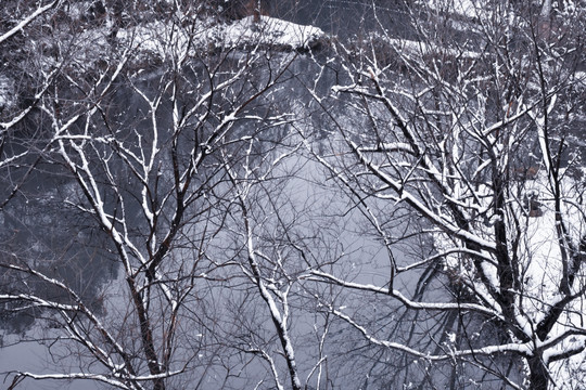 西溪湿地雪景