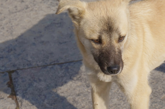 中华田园犬