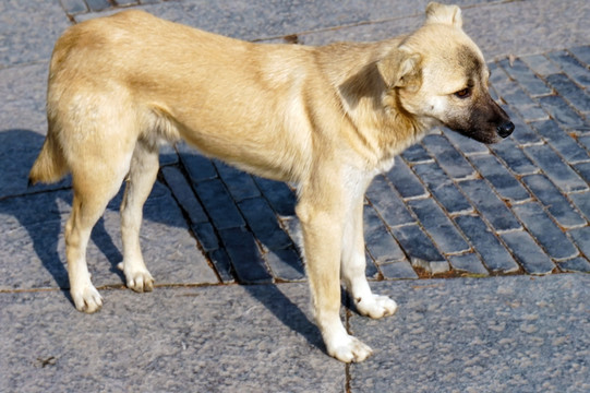 中华田园犬 土狗