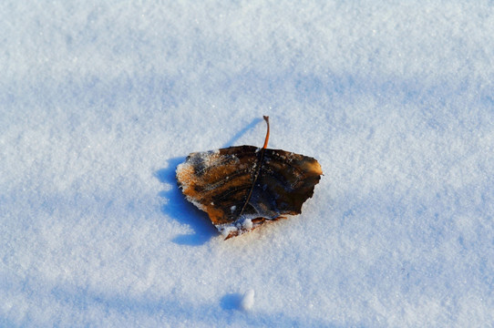 雪中落叶