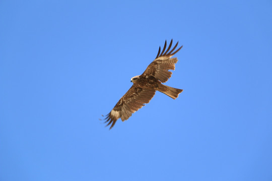 鹰击长空