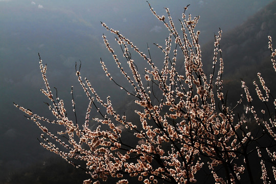 繁花灼灼