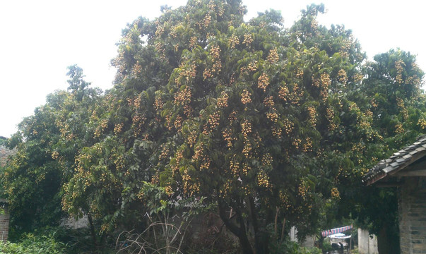 挂满果子的黄皮果树