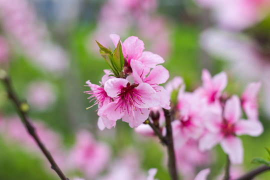 粉红桃花