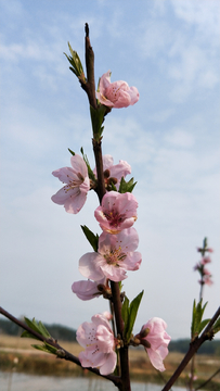 桃花