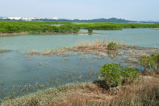 泉州湾湿地