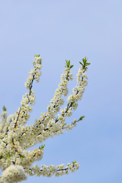 春天梨花 白色花朵 蓝色天空