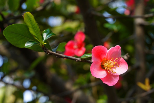 红色海棠花 一朵花 花朵特写