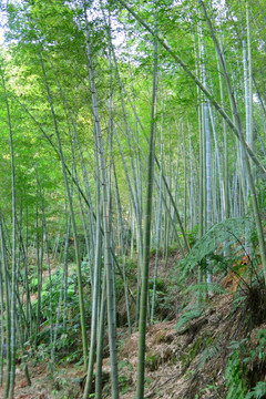 竹林 竹海 竹子山