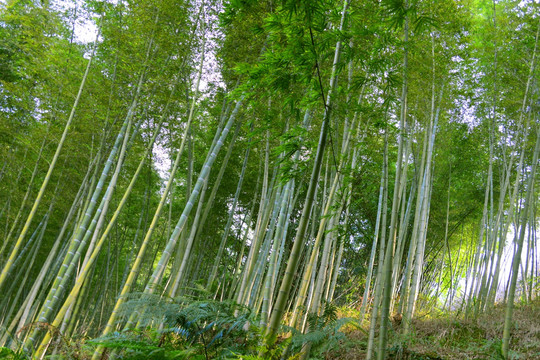 竹林 竹海 竹子山