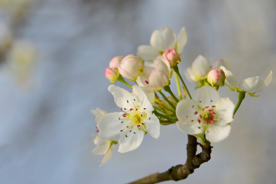 一簇梨花 花朵特写