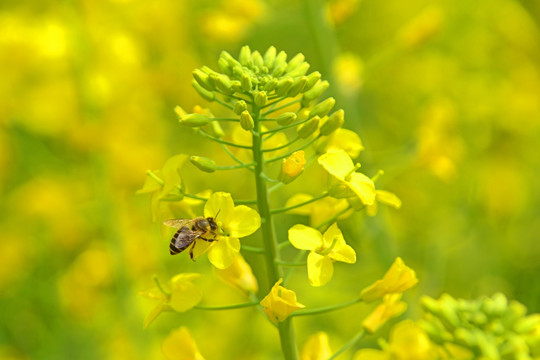 油菜花 采蜜蜜蜂