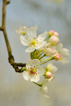 梨花枝头春意闹