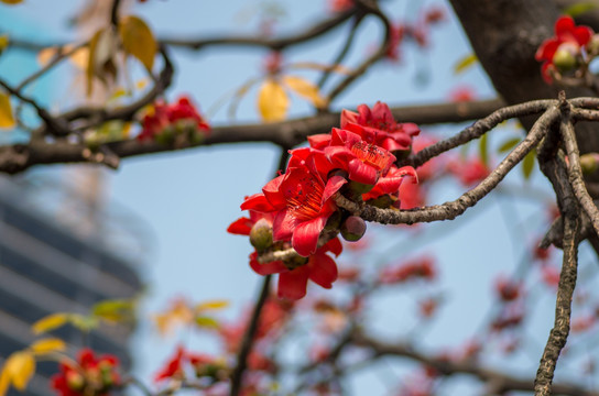 木棉花