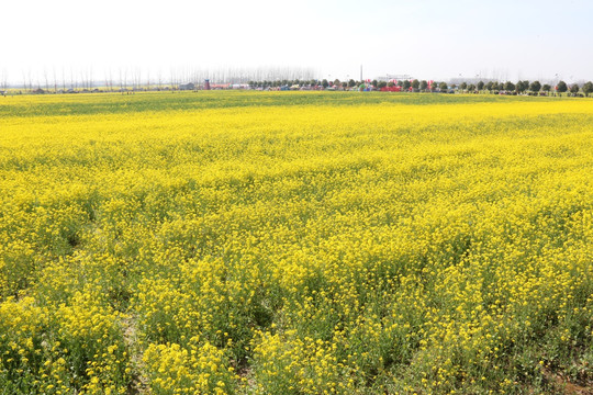 消泗油菜花