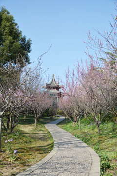 花间小道